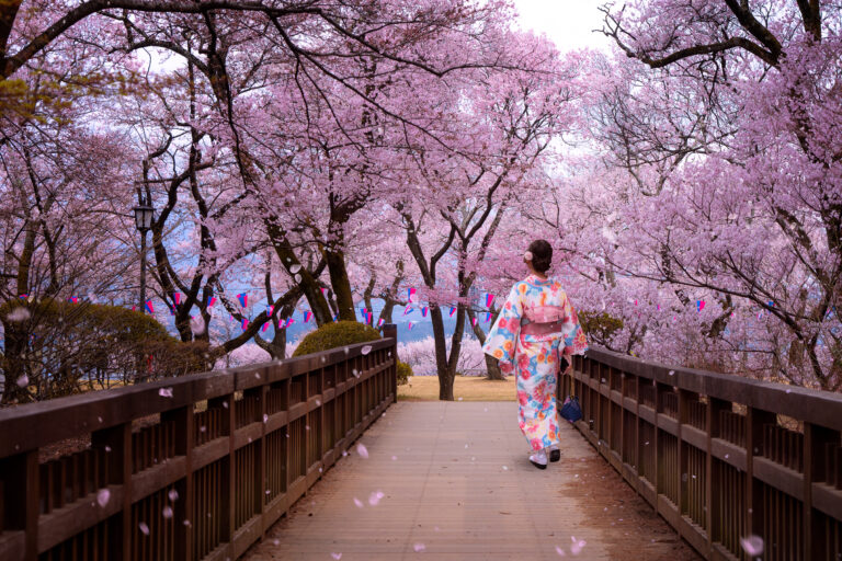 traveller girl walk on the wooden bridge in sakura flower garden