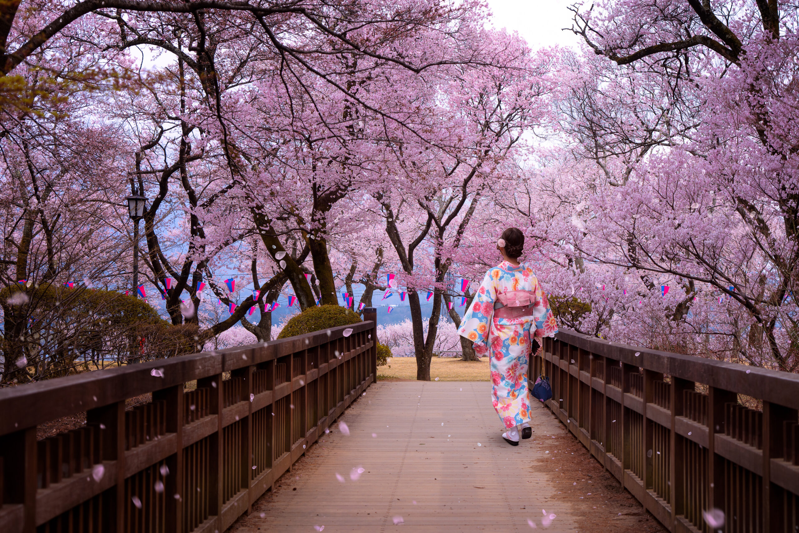 traveller girl walk on the wooden bridge in sakura flower garden