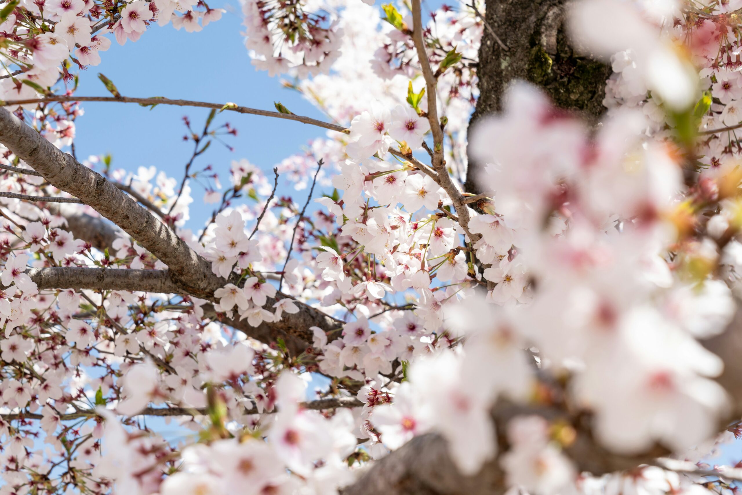 sebastian-sammer-SJEi-plUwME-unsplash